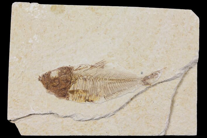 Bargain Diplomystus Fossil Fish - Wyoming #103959